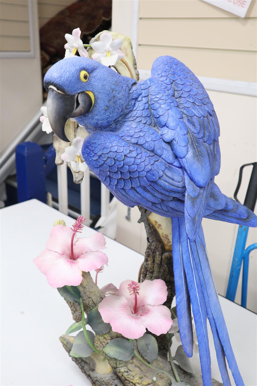 A large Connoisseur of Malvern Hyacinth Macaw, no.15/25